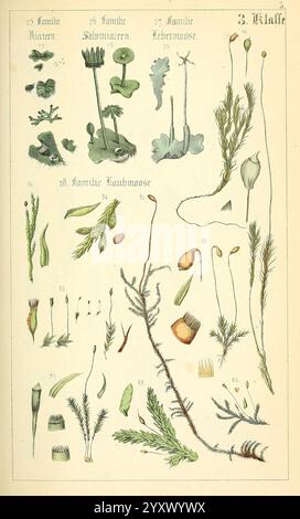 Populäre Botanik Stuttgart, Krais & Hoffmann, 1857, botanische Exploration, Pflanzen, die Illustration zeigt eine Vielzahl von botanischen Exemplaren, die sorgfältig angeordnet sind, um verschiedene Arten von Moosen und Pflanzen zu zeigen. Jede Probe ist nummeriert und beschriftet, was die entsprechende Familie oder Gattung angibt. Das Layout betont die Besonderheiten verschiedener Arten, einschließlich ihrer Formen und Strukturen. Zu den dargestellten Elementen gehören grüne Texturen und zarte Wedel, die die Vielfalt der Moose demonstrieren. Die Gesamtkomposition dient als visuelle Orientierung für die botanische Identifikation Stockfoto