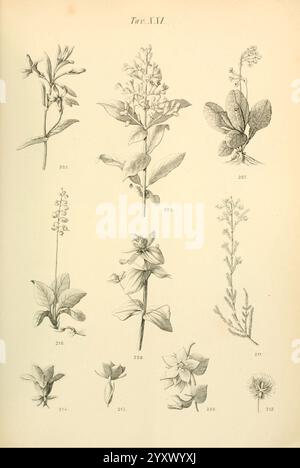 Flora, Marchigiana, Pesaro, Premiato, Stab, tipo-lit, Federici, 1890-1891, Italien, Marken, Pflanzen, eine Illustration, die eine Vielzahl von Pflanzenproben zeigt, die zur Identifizierung nummeriert sind. Das Arrangement umfasst hohe blühende Pflanzen und zarte Kräuter, die durch komplizierte Details von Blättern, Stämmen und Blüten gekennzeichnet sind. Jede Pflanze wird präzise dargestellt und hebt einzigartige Merkmale wie Blütenformen und Blattmuster hervor. Die Sammlung reflektiert eine Vielzahl von botanischen Arten und betont ihre natürliche Schönheit und Komplexität in einer systematischen Präsentation. Die Zahlen neben den einzelnen spe Stockfoto