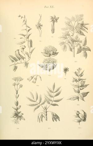 Flora marchigiana, Pesaro, Premiato Stab. tipo-beleuchtet. Federici, 1890-1891, Italien, Marken, Werke, eine Sammlung botanischer Illustrationen zu verschiedenen Pflanzenarten. Jede Pflanze ist akribisch detailliert und hebt einzigartige Merkmale wie Blätter, Blumen und Stiele hervor. Jeder Abbildung sind nummerierte Etiketten beigefügt, die ihre jeweiligen Identifikationsnummern angeben. Das Arrangement umfasst eine vielfältige Flora, die die Komplexität und Schönheit der natürlichen Welt demonstriert. Diese Zusammenstellung spiegelt einen Schwerpunkt auf botanische Studien und die Feinheiten der Pflanzenanatomie wider. Stockfoto