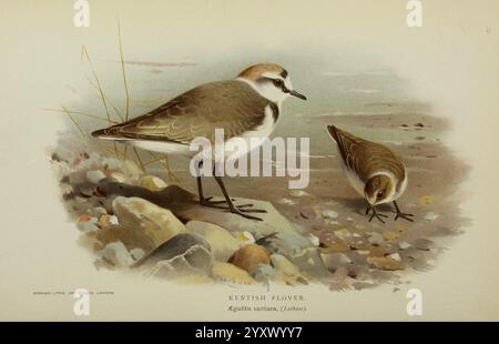 Farbig, Figuren, von, Vögel, der, Britisch, Inseln, ausgestellt, von Lord, Lilford, London, R. H. Porter, 1885-1897, Großbritannien, Vogel, Vögel, Ornithologie, Pictorial, Werke, Charadrius alexandrinus, Museum für Vergleichende Zoologie, Aegialitis cantiana, Ein Kentisch-Plover steht prominent auf Kieselsteinen entlang einer Küste und zeigt sein charakteristisches braunes und weißes Gefieder. Seine schlanken Beine sind perfekt für das Waten geeignet, während sein runder Körper und der spitze Schnabel sein Futterverhalten signalisieren. In der Nähe, ein kleinerer Pflug, möglicherweise ein Jungtier, pickt am Boden, sucht nach kleinen Insekten oder Foo Stockfoto