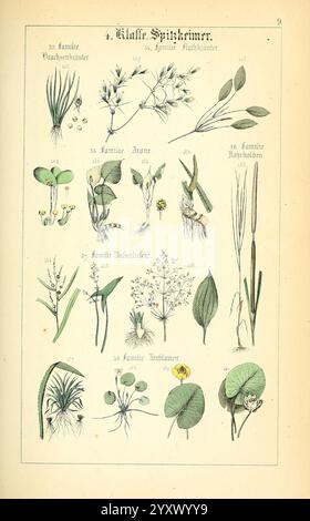 Populäre, Botanik, Stuttgart, Krais, &, Hoffmann, 1857, Botanical, Exploration, Plants, eine botanische Darstellung verschiedener Pflanzenarten, die unter verschiedenen Familien klassifiziert sind. Das Kunstwerk enthält detaillierte Zeichnungen von Blättern, Blumen und Stämmen, die mit entsprechenden Nummern und wissenschaftlichen Namen gekennzeichnet sind. Unter den ausgestellten Pflanzen befinden sich erkennbare Formen wie zarte blühende Kräuter und Blattstrukturen, die die Vielfalt innerhalb der präsentierten Familien verdeutlichen. Das Layout präsentiert die Pflanzen in einer geordneten Weise und hebt ihre individuellen Merkmale und Attribute für die Ausbildung hervor Stockfoto