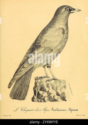 La galerie des oiseaux, Paris, Carpentier-Méricourt, 1834, Vögel, diese Illustration zeigt eine detaillierte Darstellung eines Vogels, der allgemein für sein melodisches Lied und sein lebhaftes Verhalten bekannt ist. Der Vogel steht auf einem strukturierten Felsen und zeigt einen robusten Körper mit leicht geschwungenem Schnabel, was auf seine Futtergewohnheiten hinweist. Seine Flügel, die vollständig geformt sind und an seinem Körper anliegen, deuten auf seine Flugfähigkeit hin. Der Hintergrund bleibt einfach und lenkt den Fokus auf die komplizierten Federdetails und die Haltung des Vogels. Die Kennzeichnung am unteren Rand kennzeichnet sie als eine Art, die mit assoziiert ist Stockfoto