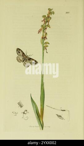 Britisch, Entomologie, London, gedruckt für den Autor 1823-1840 [d. h. 1840], Botanik, Großbritannien, Insekten, Bildwerke, eine detaillierte botanische Illustration zeigt eine hohe grüne Pflanze mit schlanken Blättern, gekrönt von zarten, langgezogenen Blüten, die eine lebhafte Farbvielfalt zeigen. Neben der Pflanze schwebt ein anmutig flatternder Schmetterling, der seine komplizierten Flügelmuster zeigt. Die Abbildung enthält auch kleinere Skizzen am unteren Rand, die verschiedene anatomische Details und Merkmale sowohl der Pflanze als auch des Schmetterlings darstellen und deren einzigartige Eigenschaften und Zusammenhänge hervorheben Stockfoto