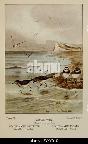 Bird-Life, A Guide to the Study of Our Common Birds New York, Appleton, 1900. Birds, Pictorial Works, United States, American Museum of Natural History, Tern, Sandpiper, Plover, eine künstlerische Darstellung verschiedener Ufervögel in der Nähe einer Sandküste. Die Szene zeigt eine gemeine Tern, die anmutig über dem Wasser gleitet, während eine Gruppe von halbpalmierten Sandpipern und ein halbpalmiertes Plover-Futter am Strand entlang ziehen, deren zarte Fußabdrücke im nassen Sand eingeprägt sind. Im Hintergrund schlängeln sich sanfte Wellen am Ufer, und entfernte Klippen schaffen eine ruhige Küstenatmosphäre. Die Illustration zeigt die Schönheit Stockfoto