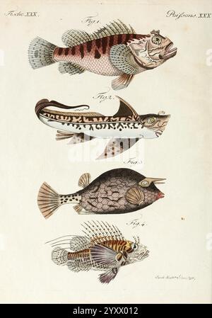 Porte-feuille Instructif et amusant pour la jeunesse, à Vienne, Chez Antoine Pichler, 1807, Naturgeschichte, juvenile Works, Woods Hole, diese Abbildung zeigt eine Sammlung von vier verschiedenen Fischarten, die jeweils mit einer Zahlennummer gekennzeichnet sind. Der erste Fisch, der sich durch seine ausgeprägten Streifen und lebhaften Muster auszeichnet, präsentiert einen robusten Körper und einen markanten Kopf. Der zweite Fisch zeigt lange Flossen und einen schlanken Körper, der auf Agilität im Wasser hindeutet. Der dritte Eingang ist bekannt für seine einzigartigen Markierungen und seine abgerundete Form, was auf eine Vorliebe für Lebensräume nahe dem Meeresboden hindeutet. Abschließend Möchte Ich Stockfoto