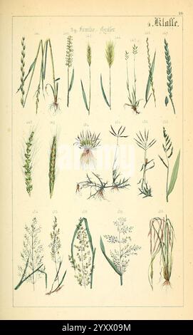 Populäre Botanik Stuttgart, Krais & Hoffmann, 1857, botanische Exploration, Plants., eine Sammlung verschiedener Grasarten in einem übersichtlichen Format. Jede Art ist nummeriert und illustriert und zeigt verschiedene Merkmale wie Blattstruktur, Blumenköpfe und allgemeine Wachstumsgewohnheiten. Die Vielfalt der Texturen und Formen unterstreicht die Einzigartigkeit jeder Pflanze, von schlanken bis breiteren Blättern und variierenden Köpfen. Diese visuelle Zusammenstellung dient als pädagogische Ressource, um verschiedene Arten von Gräsern zu identifizieren und ihre subtilen Unterschiede in Morphologie und Lebensraum aufzuzeigen. Stockfoto