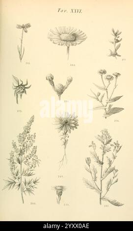 Flora marchigiana, Pesaro, Premiato Stab. tipo-beleuchtet. Federici, 1890-1891, Italien, Marken, Werke, diese Abbildung zeigt verschiedene botanische Exemplare, die in organisierter Weise angeordnet sind. Die obere Reihe zeigt empfindliche Blumen, wobei jedes Exemplar als Referenz nummeriert ist. Unter den Blüten entstehen eine Vielzahl von Pflanzen mit unterschiedlichen Blattformen und -Strukturen, die die Vielfalt der Flora unterstreichen. Jede Pflanze ist detailreich und zeigt ihre einzigartigen Merkmale wie Blütenblätter, Stämme und Laub. Das Gesamtlayout präsentiert eine wissenschaftliche und künstlerische Darstellung dieser botanischen Themen, Empha Stockfoto