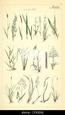 Populäre Botanik Stuttgart, Krais & Hoffmann, 1857, botanische Exploration, Pflanzen, diese Abbildung zeigt verschiedene Gräserarten, die sorgfältig in einem Gitterformat angeordnet sind. Jede Grasprobe ist mit einer Nummer gekennzeichnet, die ihre Klassifizierung oder Identifikation angibt. Die Zeichnung hebt die einzigartigen Eigenschaften jeder Pflanze hervor, einschließlich Variationen in Blattform, Stängelstruktur und Blütenmuster. Die Gesamtpräsentation betont die Vielfalt der Grasarten und bietet einen pädagogischen Einblick in Botanik und Pflanzentaxonomie. Die in der Abbildung erfassten Details spiegeln das i wider Stockfoto