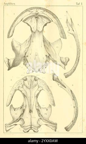 Die Klassen und Ordnungen des Thier-Reichs, Leipzig, C.F. Winter, 1859-1901, Woodshole, diese Abbildung zeigt anatomische Diagramme von Amphibienwirbeln mit detaillierten Ansichten aus mehreren Winkeln. Der obere Abschnitt stellt wahrscheinlich den dorsalen Aspekt dar, während der untere Teil eine ventrale oder laterale Perspektive darstellt. Jede Wirbelstruktur ist sorgfältig beschriftet und hebt wichtige Merkmale wie den Neuralbogen, das Zentrum und verschiedene Prozesse hervor. Diese wissenschaftliche Darstellung dient als wertvolle Referenz für die Untersuchung der Skelettmorphologie von Amphibien und veranschaulicht die Komplexität und Einzigartigkeit Stockfoto