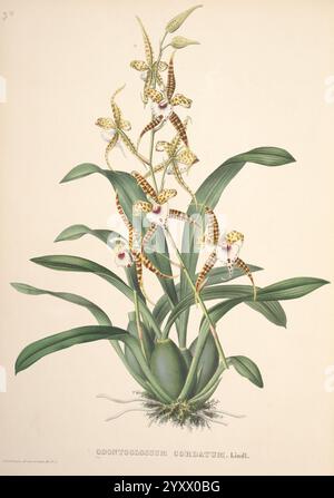 Pescatorea, Bruxelles, M. Hayez, 1860, Orchidaceae, ein atemberaubendes Odontoglossum-Kordatum mit mehreren Blumen, die sich durch ihre komplizierten Muster und ihre einzigartige Färbung auszeichnen. Die Blüten haben lange Blütenblätter mit deutlichen Markierungen, die von einem zentralen Stamm ausstrahlen, der von üppigen, grünen Blättern umgeben ist. Die detaillierte Illustration zeigt die zarte Struktur der Blumen und die lebendige Schönheit dieser Orchideenart und unterstreicht ihre exotische Ausstrahlung und botanische Bedeutung. Die Basis der Pflanze ist in weichem, strukturiertem Laub eingebettet und verbessert die Gesamtzusammensetzung o Stockfoto