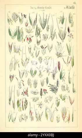 Populäre Botanik Stuttgart, Krais & Hoffmann, 1857, Botanical Exploration, Plants, eine detaillierte botanische Illustration, die eine Vielzahl von Pflanzenproben zeigt, wobei verschiedene Blütenknospen und Blätter hervorzuheben sind. Jedes Exemplar ist zur Identifizierung nummeriert, wobei die komplizierten Details ihrer Formen, Texturen und Formen hervorgehoben werden. Die gesamte Anordnung ist sorgfältig organisiert und bietet einen visuellen Guide für die reiche Vielfalt der Flora. Die lebendigen Farben verleihen der Illustration Tiefe und lenken die Aufmerksamkeit auf die einzigartigen Eigenschaften jeder Pflanze, was sie zu einer unschätzbaren Referenz für Botanik macht Stockfoto