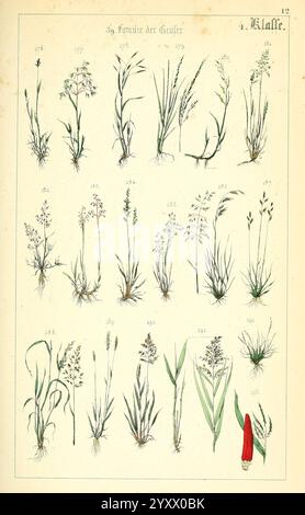 Populäre Botanik, Stuttgart, Krais & Hoffmann, 1857 botanische Explorationspflanzen, Eine detaillierte botanische Illustration, die eine Vielzahl von Grasarten zeigt. Jede Probe ist mit einer numerischen Kennung gekennzeichnet, die ihre Klassifizierung angibt. Die Anordnung hebt verschiedene Formen, Größen und Eigenschaften der Gräser hervor, von schlanken Klingen bis hin zu Bushierformen. Einige Arten weisen unterschiedliche Blütenköpfe auf, während andere ihre Blattstruktur betonen. Die Gesamtkomposition bietet einen pädagogischen Einblick in die Vielfalt der Gräser und ist damit eine Referenz für Pflanzenliebhaber und Wissenschaftler Stockfoto