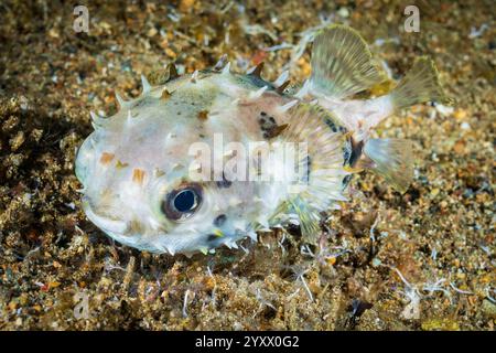 Stachelschweine mit langer Wirbelsäule, Diodon holocanthus, juvenile, Mabini, Anilao, Batangas, Luzon Island, Philippinen, Pazifik Stockfoto