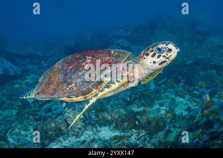 Karettschildkröte, Eretmochelys imbricata, Triton Bay, West Papua, Indonesien, Indopazifischer Ozean Stockfoto
