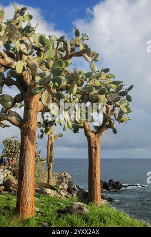 Große Kakteen aus Kakteen mit Kakteen aus Kakteen (Opuntia galapageia) auf der Insel Santa Fe, Galapagos-Nationalpark, Ecuador. Sie ist endemisch auf den Galapagos-Inseln. Stockfoto