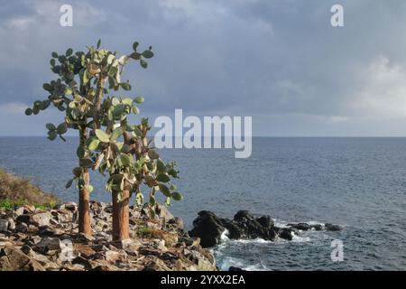 Große Kakteen aus Kakteen mit Kakteen aus Kakteen (Opuntia galapageia) auf der Insel Santa Fe, Galapagos-Nationalpark, Ecuador. Sie ist endemisch auf den Galapagos-Inseln. Stockfoto