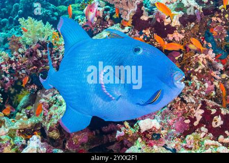 Blaue Drückerfische, blaue Drückerfische, gekräuselte Drückerfische, Gelbfleckige Drückerfische, blau-goldene Drückerfische, Pseudobalistes fuscus, SEA goldie, PSE Stockfoto