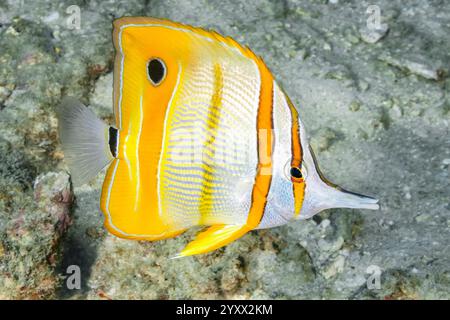 Kupferband-Schmetterlingsfische, Schnabelkorallenfische, Chelmon rostratus, Chelmon rostratus, Raja Ampat, West Papua, Indonesien, Indopazifik Stockfoto