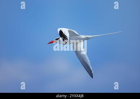 Rotschnabeltropivogel (Phaethon aethereus) fliegt in der Nähe von South Plaza Island, Galapagos National Park, Ecuador. Stockfoto