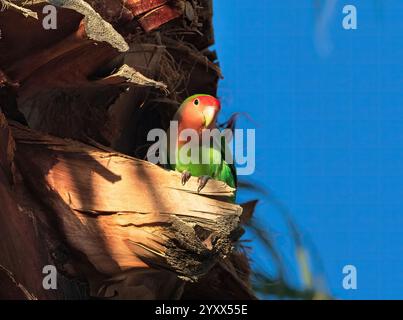 Ein Lovebird, auch Rosy-face-Lovebird genannt, thront auf der Vorderseite einer Palme und fängt das warme Leuchten der untergehenden Sonne ein. Stockfoto