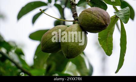 Pachira aquatica (Malabar-Kastanie, französische Erdnuss, Pumpo, Jelinjoche, Geldbaum, Geldpflanze, serissa japonica). Dieser Baum wird mit geflochtenem Stamm verkauft Stockfoto