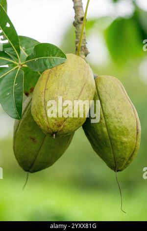 Pachira aquatica (Malabar-Kastanie, französische Erdnuss, Pumpo, Jelinjoche, Geldbaum, Geldpflanze, serissa japonica). Dieser Baum wird mit geflochtenem Stamm verkauft Stockfoto