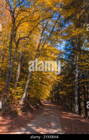 Die Wildnis Area Road in Tupper Lake NY ist an einem Herbsttag von wunderschönen goldenen Birken umgeben Stockfoto