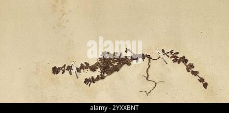 Dettaglio - Euphorbiaceae Euphorbia chamaesyca B. maculata Parl. Erbario Frizzi Perugia n. 1415. Stockfoto