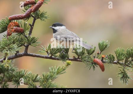 Chickadee mit schwarzem Deckel (Poecile atricapillus), die an regnerischen Tagen auf einem Tannenzweig thront. Stockfoto