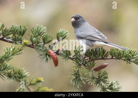 Dunkeläugiger Junco (Junco hyemalis), der an regnerischen Tagen auf Kiefern thront. Stockfoto