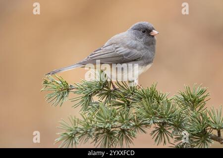 Dunkeläugiger Junco (Junco hyemalis), der an regnerischen Tagen auf Kiefern thront. Stockfoto