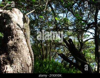 Östlicher Wasserdrache (Intellagama lesueurii) auf Baum, Bradleys Head Walking Track, Sydney Harbour, NSW, Australien. Stockfoto