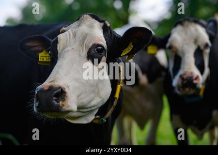 Kuh auf der Wiese. Rinderrinder auf grünem Feld. Kuh auf Grasweide. Kuh auf dem Land. Kühe weiden auf Sommerwiesen. Ländliche Landschaften mit Kühen. Kuh Stockfoto