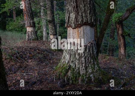 Douglasien (Pseudotsuga menziesii), die im Humboldt Redwoods State Park, Kalifornien, umhüllt wurden, um den Baum zu töten und den Wald zu dünnen. Stockfoto