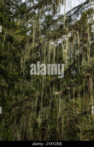 Dolichousnea longissima oder Usnea longissima, die Bartflechte des alten Mannes hängt an den Zweigen von Bäumen im Humboldt Redwoods State Park, Kalifornien. Stockfoto