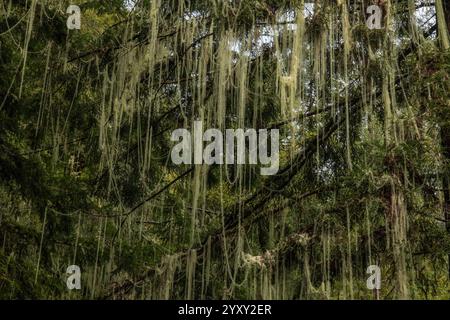 Dolichousnea longissima oder Usnea longissima, die Bartflechte des alten Mannes hängt an den Zweigen von Bäumen im Humboldt Redwoods State Park, Kalifornien. Stockfoto