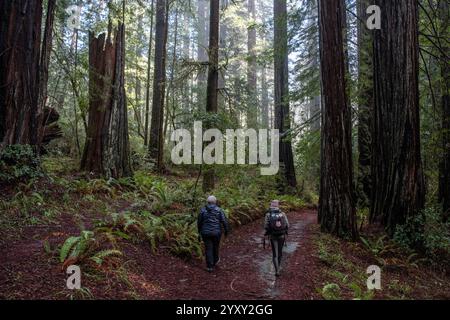 Zwei Wanderer, die sich abgewandt und einen Wanderweg durch den Humboldt Redwoods State Park in Nordkalifornien, USA, hinunterlaufen. Stockfoto