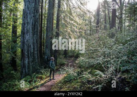 Ein Wanderer auf dem Weg, der von dichtem Mammutbaumwald umgeben ist, im Humboldt Redwoods State Park in Nordkalifornien, USA. Stockfoto