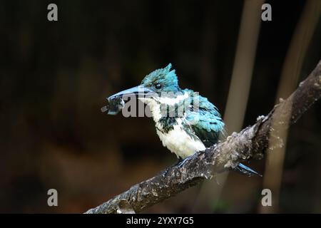 Weiblicher amazonas-eisvogel (Chloroceryle amazona) mit einem Fisch auf einem Baum, Costa Rica Stockfoto