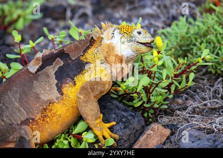 Galapagos Land iguana (Conolophus subcristatus) beim Blumenessen auf der Insel South Plaza, Galapagos Nationalpark, Ecuador. Sie ist endemisch bei den Galapagos Stockfoto