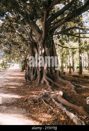 Palermo, Sizilien, 23.11.2024: Botanischer Garten mit Ficus macrophylla, Palermo, die pulsierende Hauptstadt Siziliens, ist ein Ort der Geschichte und des modernen Lebens Stockfoto