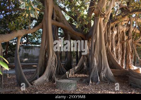 Palermo, Sizilien, 23.11.2024: Botanischer Garten mit Ficus macrophylla, Palermo, die pulsierende Hauptstadt Siziliens, ist ein Ort der Geschichte und des modernen Lebens Stockfoto