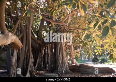 Palermo, Sizilien, 23.11.2024: Botanischer Garten mit Ficus macrophylla, Palermo, die pulsierende Hauptstadt Siziliens, ist ein Ort der Geschichte und des modernen Lebens Stockfoto