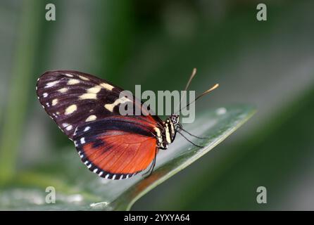 Goldener Helicon Schmetterling sitzt auf grünem Pflanzenblatt mit verschwommenem grünem Hintergrund an einem heißen Sommertag in Indianapolis, USA Stockfoto