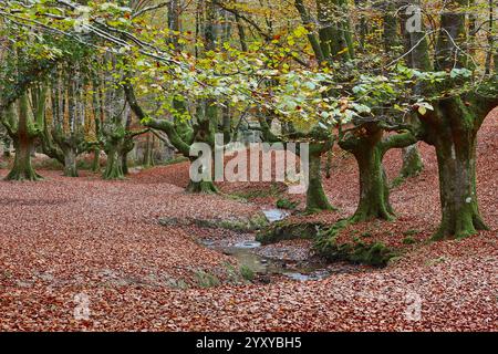 Buchenwald in Vizcaya. Hayedo Otzarreta, Gorbeia. Herbstlandschaft. Spanien Stockfoto