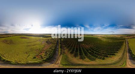 360 Grad Panorama Ansicht von 360° Luftpanorama kommerzieller Macadamia-Nuss-Plantagen, die auf den reichen roten vulkanischen Böden rund um Gin Gin Queensland Australien gepflanzt wurden