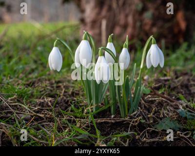 Schneeglöckchen wachsen auf einem Friedhof, Großbritannien Stockfoto