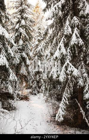 Schneebedeckte Bäume in schwedischen Wäldern im Winter Stockfoto