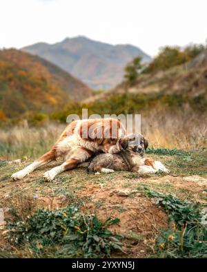 Mutterhund und junger Welpe liegen auf dem Hügel, süße Szene zarte Liebe, schöne Herbstkulisse. Stockfoto
