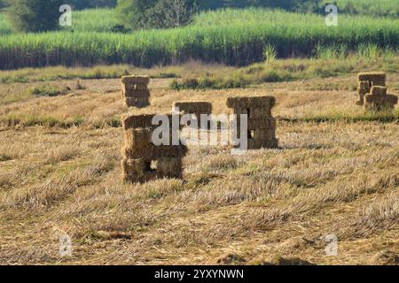 Glatzstroh, Heuballen und landwirtschaftliche Produkte, Strohballen für Tierfutter und Tierbestreu, Strohballen für landwirtschaftliche Zwecke Stockfoto